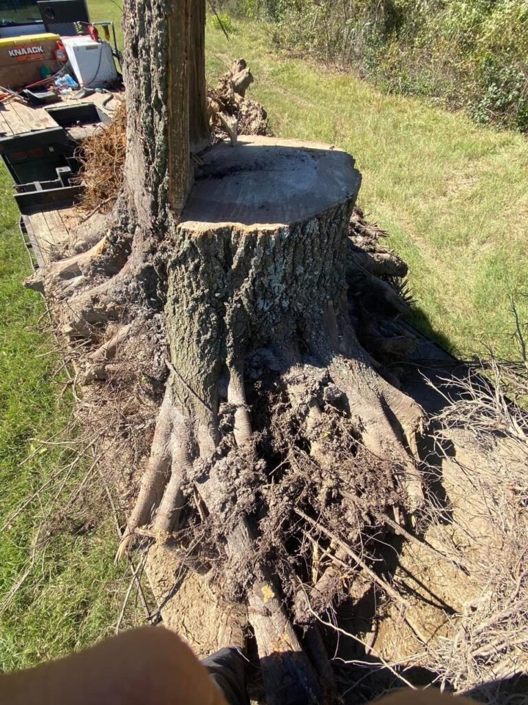 Surface Root Grinding in Leesville, SC: Restore Your Landscape the Right Way | AJP Services LLC STUMP & ROOT in Batesburg-Leesville, SC | AJP Services LLC | Best Tree Services in Batesburg-Leesville, SC