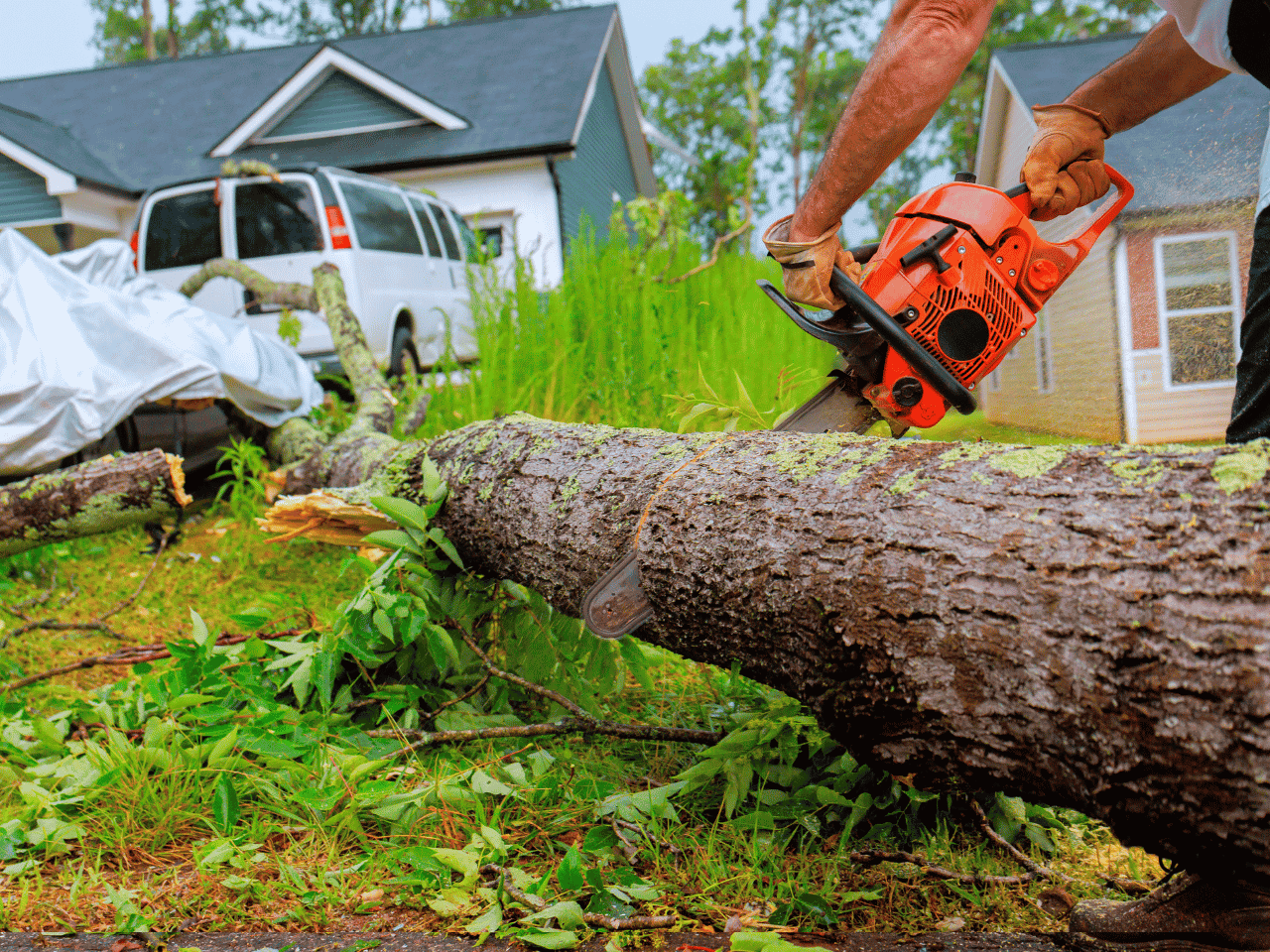 Blog | AJP Services LLC Tree Removal Cost Guide for Aiken, SC Homeowners