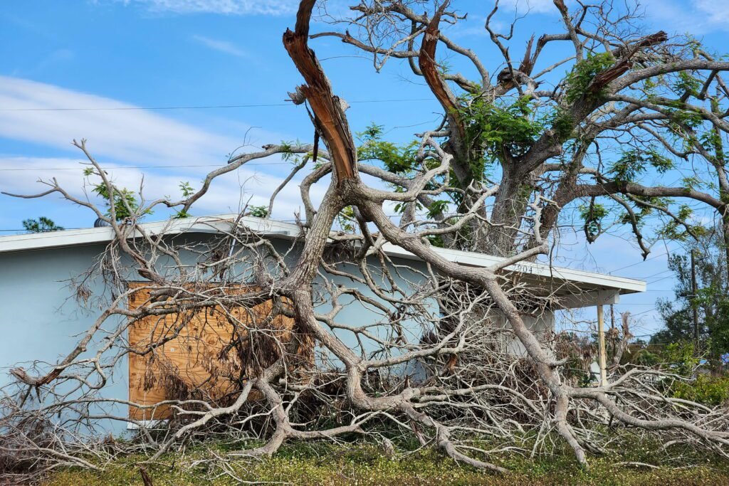Yard Restoration Services in Batesburg SC to Transform Outdoors | AJP Services LLC Yard Restoration Services in Batesburg SC to Transform Outdoors | AJP Services LLC